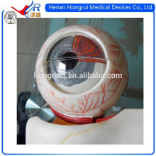 ISO Advanced Medical Eyeball Modell